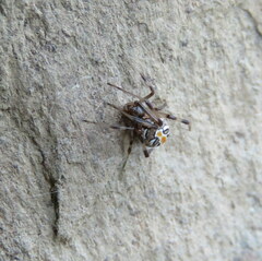Latrodectus hasselti
