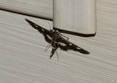 Desmia