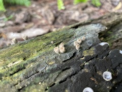 Lycoperdon echinatum