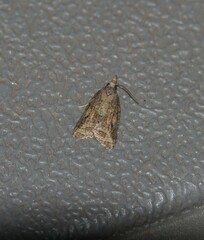 Platynota idaeusalis