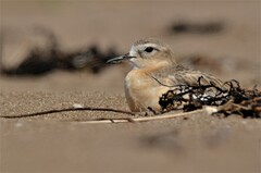 Charadrius obscurus aquilonius