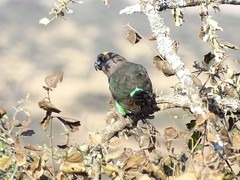 Poicephalus meyeri
