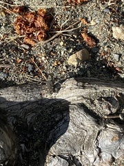 Cicindela oregona