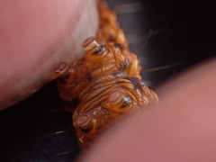 Omphalocera munroei