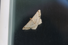 Psamatodes abydata