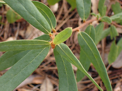 Asimina reticulata