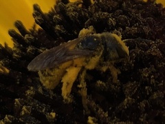 Halictus poeyi
