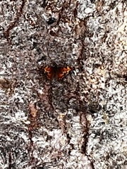 Polygonia faunus