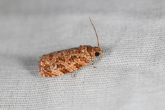 Phaecasiophora niveiguttana