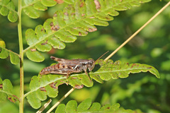 Melanoplus fasciatus