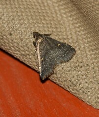 Tetanolita mynesalis