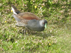 Porphyriops melanops