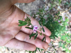 Lespedeza virginica