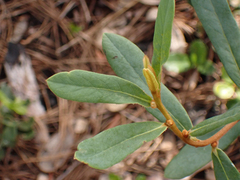 Asimina reticulata
