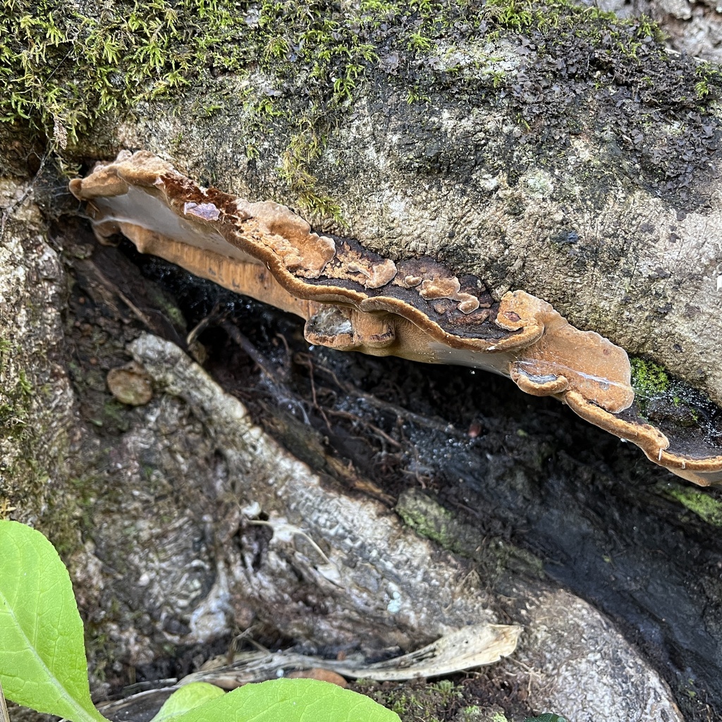 Fuscoporia senex · September 2022 · photo: © cristianriquelme (iNaturalist, cc-by)
