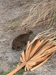 Sylvilagus palustris