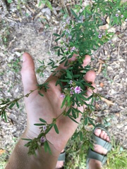 Lespedeza virginica