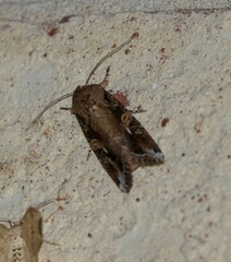 Spodoptera frugiperda