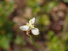 Xyris caroliniana