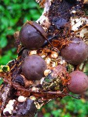 Lycoperdon fuligineum