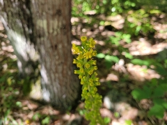 Solidago squarrosa