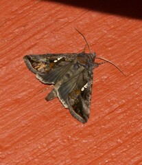 Autographa precationis