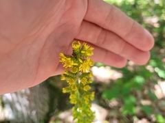 Solidago squarrosa