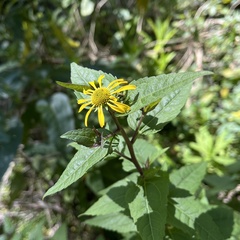 Leptocarpha rivularis