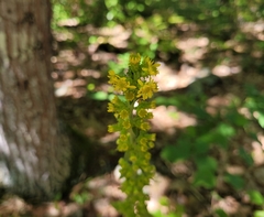 Solidago squarrosa