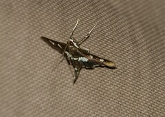 Desmia