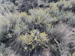Artemisia tridentata