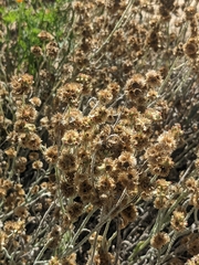 Helichrysum luteoalbum