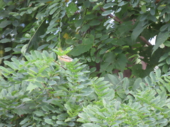 Setophaga castanea