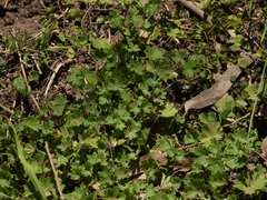 Modiolastrum malvifolium