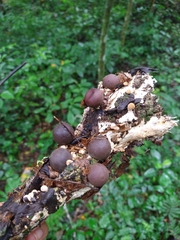 Lycoperdon fuligineum