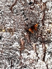 Polygonia faunus