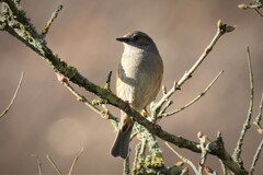 Prunella modularis modularis