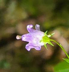 Campanula divaricata