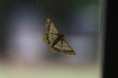 Psamatodes abydata