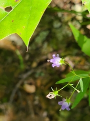 Campanula divaricata