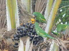 Brotogeris versicolurus