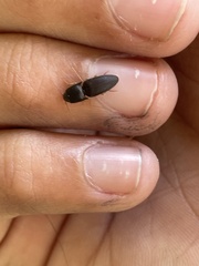 Heteroderes amplicollis