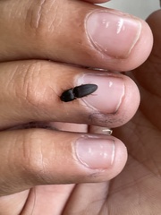 Heteroderes amplicollis