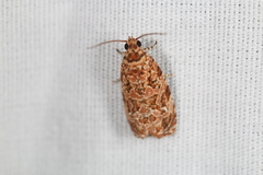 Phaecasiophora niveiguttana