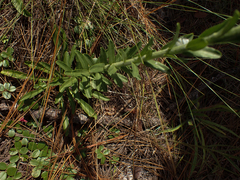 Carphephorus corymbosus