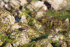 Arenaria melanocephala