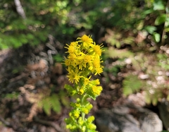 Solidago squarrosa