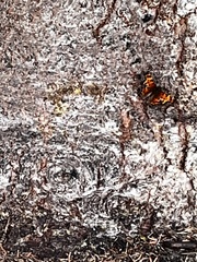 Polygonia faunus