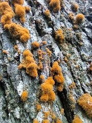Trentepohlia aurea