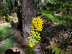 Solidago squarrosa